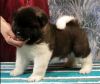 Excellent Akita Puppies for your family