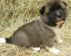Akita Puppies Available For Caring Families