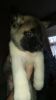****beautiful Pug Puppies Available