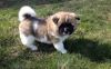 Female And Male Akita Puppies For Sale