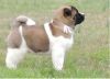 Akc Charming Akita Puppy For Rw-homing