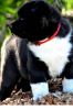 Akc Charming Akita Puppy For Rw-homing