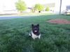 Akita Pups for sale in PA