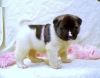 Akita Puppies Available Now