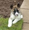 playfull akita puppy for rehoming