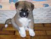 Adorable Akita Puppies ready for sale