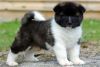 12 Weeks Old Female Akita For Sale To Good Home.