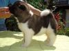 AKC male and female Akita puppies