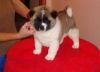 Akita Puppies For Sale $800.00