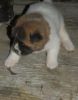 lovely Akita puppies for sale