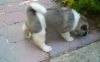 Amazing Akita Puppy For Sale