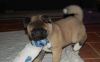 Quality Akita Puppies Now Ready For Sale