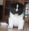 Beautiful Akita Pups For Sale