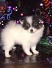 cute pomeranian puppies for sale now
