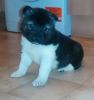 Gorgeous Male and female Akita Puppies