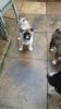 MALE AND FEMALE CUTE PUG PUPPIES FOR SALE