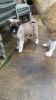 cute male and female Akita puppies for sale now
