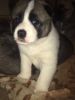 Akita Dogs and Puppies for adoption