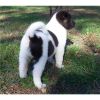 American Akita Puppies For Sale!