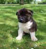 *american Akita Puppies Ready Now*
