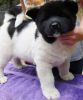 Beautiful Akita Puppies For Lovely Homes