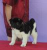 Black and White Akita Puppies For Sale