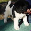Male and female Akita Puppies For Sale