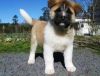 Akita Puppies for sale
