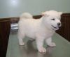 Good Looking Akita Puppies Now Available