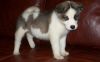 Adorable Akita puppies for sale now at affordable price