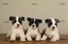 male and female akita pups for free