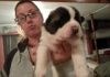 home raised akita puppies for sale