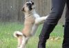 Top Quality Akita Puppies Available For Adoption