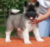Socialized Akita Puppies For Sale