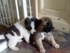 Akita puppies for re-home