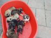 7 Akita Puppies