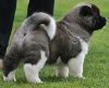 Super adorable Akita Puppies