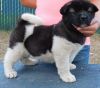 Gorgeous AKC Registered Akita puppies For Sale