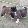 Purebred Akita Puppies available now