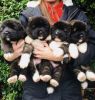 Pet Akita Bitches Available