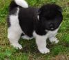 Gorgeous Male and female Akita Puppies