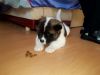 American Akita Puppies For Sale