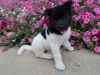 Top Home Trained Akita Puppies