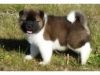 Akita puppies for adoption