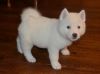 Well Trained Friendly Akita Puppies For Sale