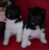 Akita Puppies Now Ready For Sale