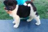 Healthy Home raised Akita puppies for Sale