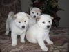 Full American Akita Puppies