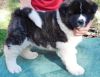 Male and female Akita puppies available