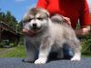 Akita puppy for Xmas